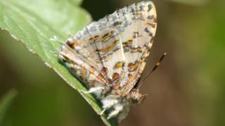 காமன் டின்சில்: தமிழகத்தில் கண்டுபிடிக்கப்பட்ட அரிய வகை பட்டாம்பூச்சி 7