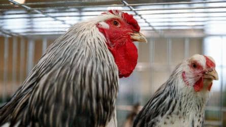 coronavirus news: கொரோனா வைரஸ் கோழிக் கறி மூலம் பரவுகிறதா? 2