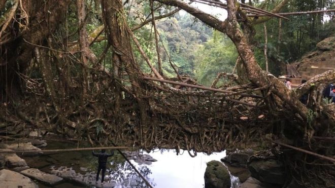 மேகாலய பழங்குடிகள் உருவாக்கிய சிமெண்ட் இல்லாத வேர்ப் பாலம்: பிரபலப்படுத்திய தமிழர் 1