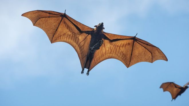 கொரோனா வைரஸ்: வெளவால், எறும்புத்தின்னி, புனுகுப்பூனை - எந்த விலங்கிடமிருந்து பரவியது? துப்பறியும் கதை போல நீளும் ஆய்வு 3