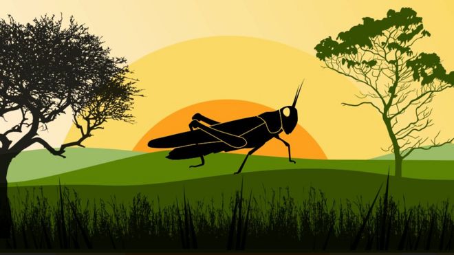 வெட்டுக்கிளிகள் படையெடுப்பு மீண்டும் தொடங்கியது - இந்திய அரசு அழிக்க முயற்சி 1