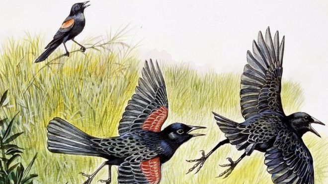 எந்திரன் 2.0 உண்மையாகிறது: பக்ஷிராஜனாக மாறி திரும்பி தாக்கும் அமெரிக்க பறவைகள் - நிஜ சம்பவம் 7