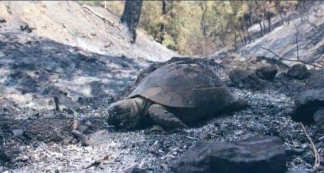 அசுர வேகத்தில் கருகிய அமேசான் காட்டு அரியவகை உயிரினங்கள்! நெஞ்சை பதை பதைக்க வைக்கும் புகைப்படங்கள் 10