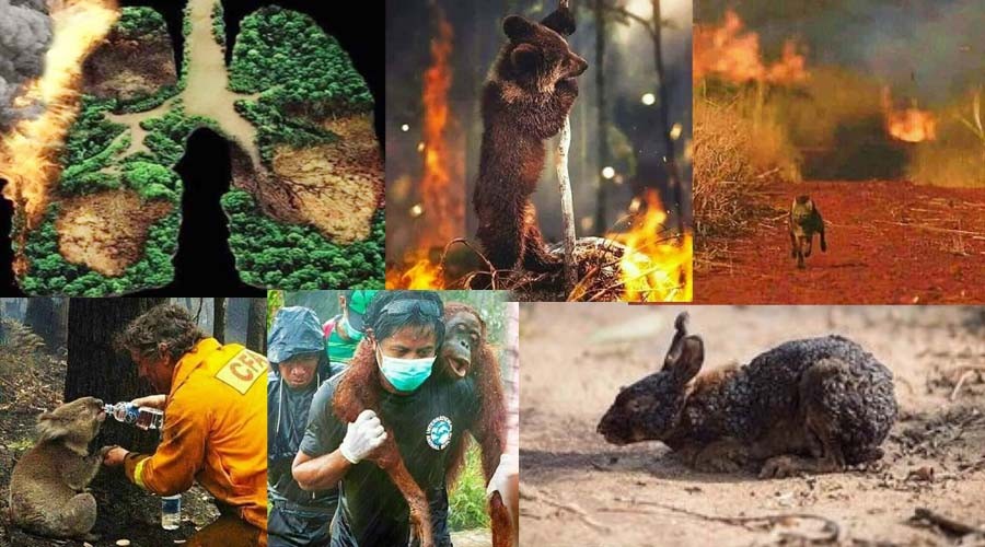 தீப்பற்றி எரியும் அமேசான் காடு.... பரிதவிக்கும் விலங்குகள்! கண்ணீர் வரவழைக்கும் காட்சி 9