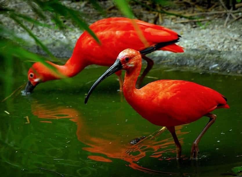 அமேசான் காடு 150 ஆண்டுகளுக்கு முன்பு எப்படி இருந்தது தெரியுமா? - அற்புத புகைப்படங்கள் 1