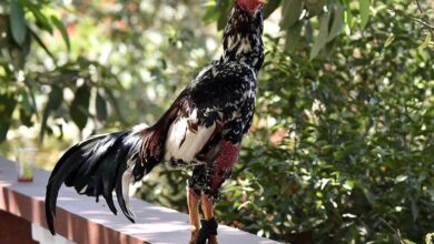 சேவல் தாக்கி ஒருவர் உயிரிழப்பு குற்றவாளியாக சேவல் கைது! 7