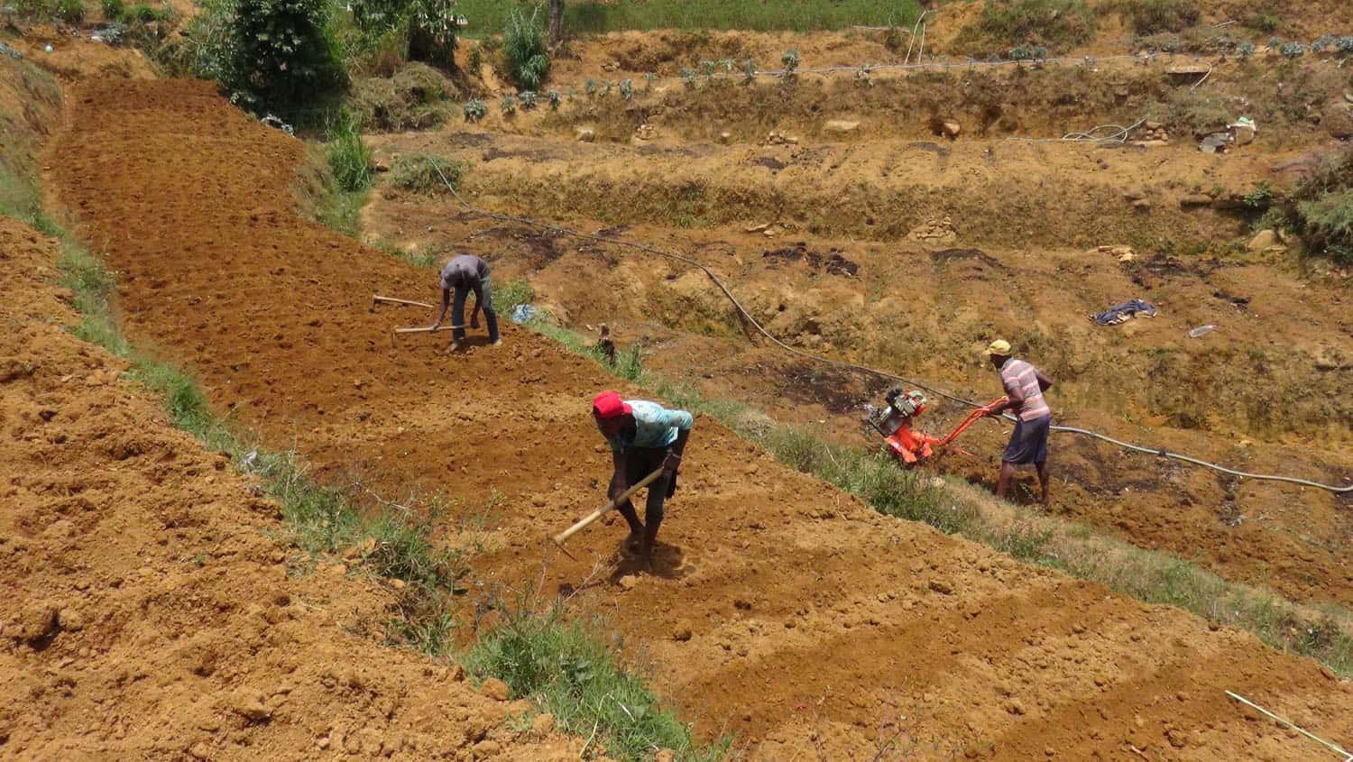 ஊரடங்கின் போதும், மூன்று மீற்றர் தூர இடைவெளியில் விவசாயத்தை மேற்கொண்ட நுவரெலியா மாவட்ட விவசாயிகள் 1