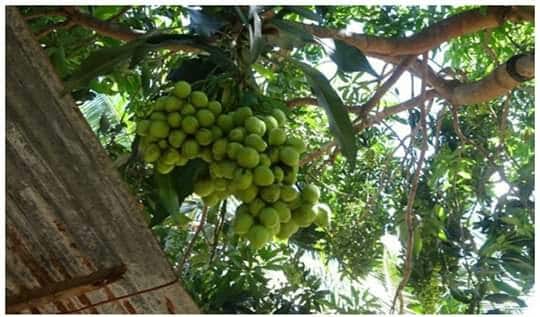 மா மரமொன்றில் காய்த்துக் குலுங்கிய 12 வகையான மாவினங்கள் 4