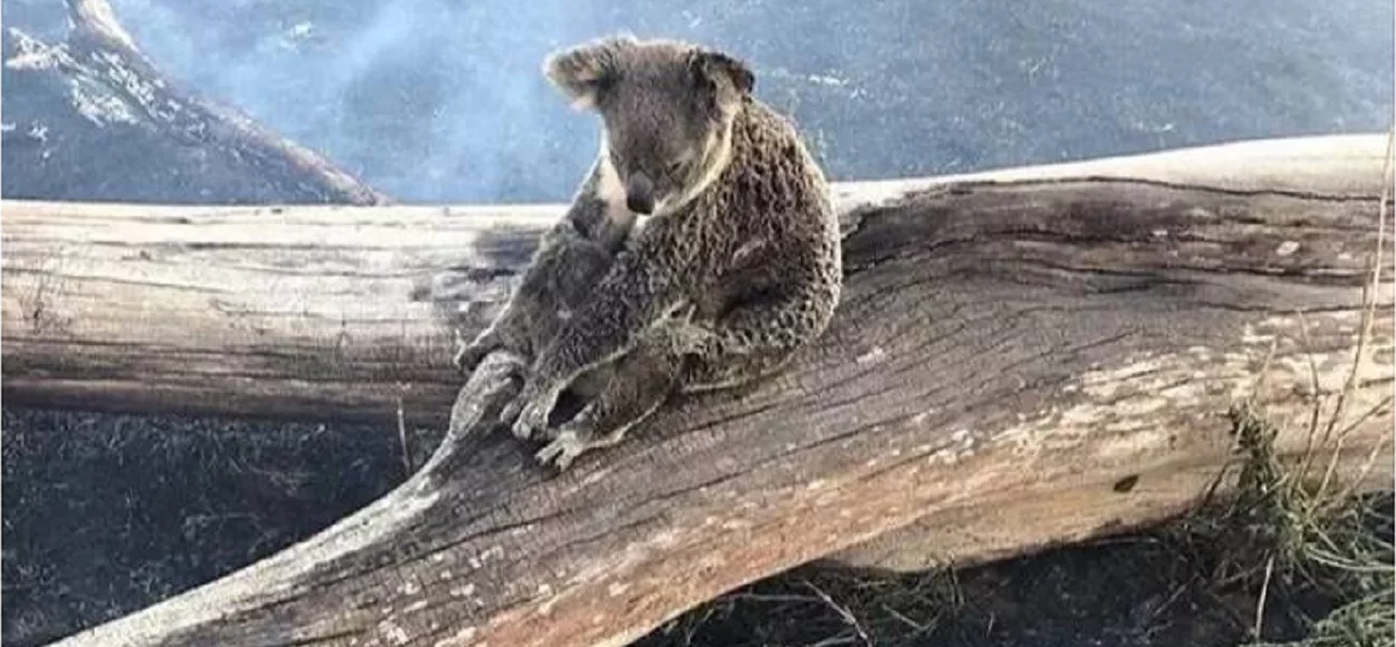 காட்டுத்தீயில் சிக்கி 2000 கோலா கரடிகள் உயிரிழப்பு 4