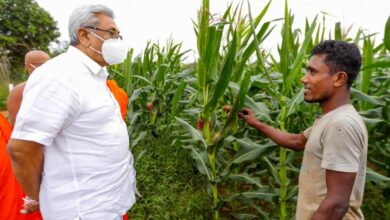 சேனா படைப்புழு தாக்கத்தினால் பயிற்செய்கைக்கு ஏற்பட்டுள்ள பாதிப்புகளை நேரில் சென்று பார்வையிட்டார் ஜனாதிபதி 6