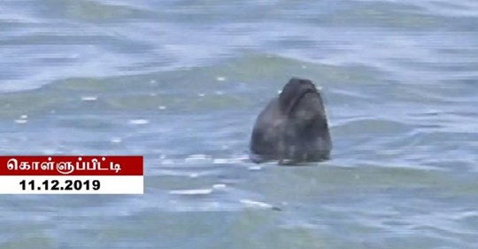 கொழும்பில் உலாவும் கடற்சிங்கம்: சுதந்திரமாக நடமாட இடமளிக்குமாறு கோரிக்கை 5