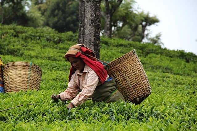 salary-dispute-estate-workers