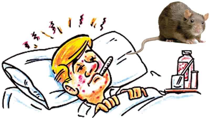 இலங்கையில் கொரோனாவுக்கிடையே தலை தூக்கும் எலிக்காய்ச்சல் 1